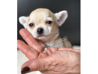 Gloria - Chihuahua toy femmina di 3 mesi, dolce e mansueta