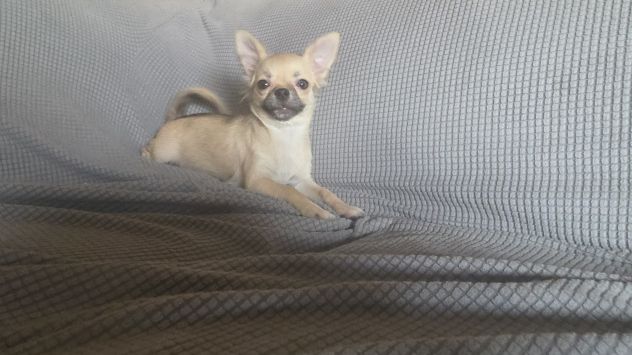 Chihuahua cuccioloni