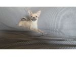 Chihuahua cuccioloni