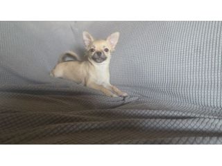 Chihuahua cuccioloni