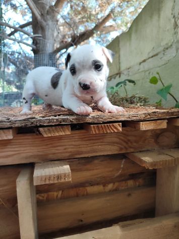 Cucciola Amstaff con pedigree ENCI