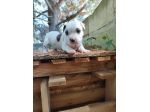 Cucciola Amstaff con pedigree ENCI
