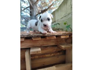 Cucciola Amstaff con pedigree ENCI