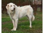 CAVA, magnifica mix golden maremmano