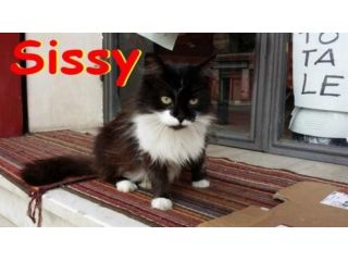 SISSY, TIGROTTO, TOTO ' E PEPPINO in cerca di casa