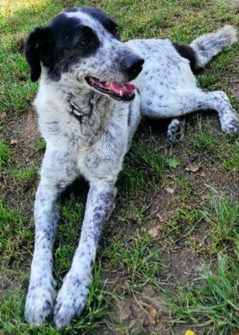 CANE IN ADOZIONE: ESCAPE, taglia media. - Foto 9
