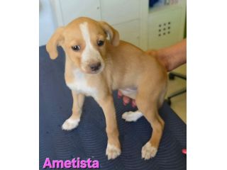 AMETISTA,cucciola mix volpino breton