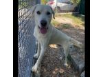 CAGNOLINO CERCA CASA:  HOTSPOT GIOIOSO E SOCIEVOLE
