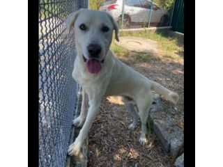 CAGNOLINO CERCA CASA:  HOTSPOT GIOIOSO E SOCIEVOLE