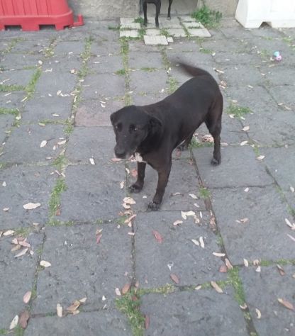 Cagnolina cerca casa - Foto 4