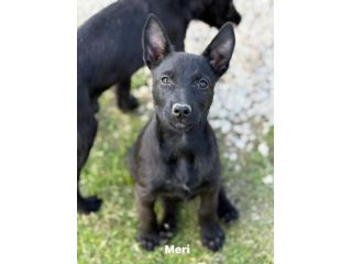 3 dolci CUCCIOLI total black! Bellissimi