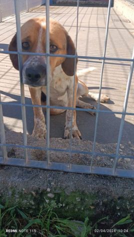 BENNY CAGNOLINO IN ADOZIONE - Foto 6