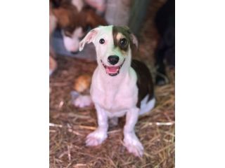 FAN, timido cucciolo ZAMPACORTA! tg PICCOLA