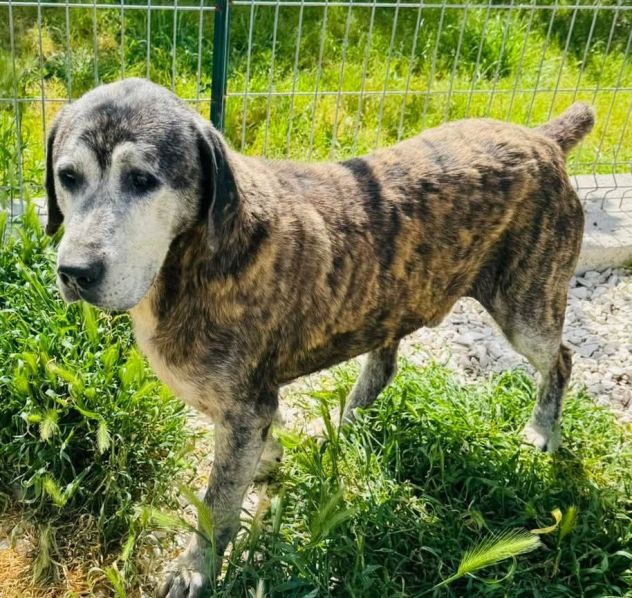 UGO 12 ANNI - Foto 2