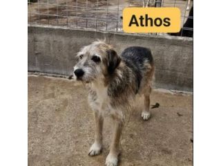 La triste storia dei tre moschettieri cagnolini in adozione