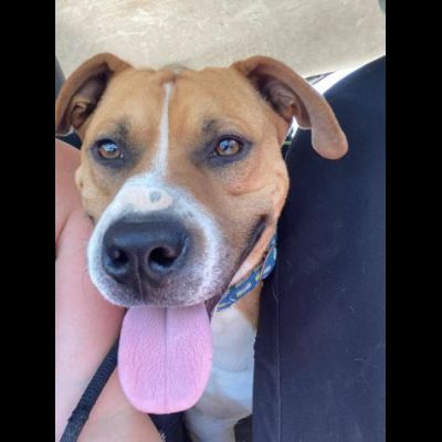 Jordan socievole e giocherellone cane in adozione - Foto 4