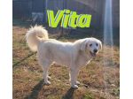 VITA, cagnolona dolcissima in cerca di una bella famiglia