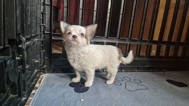 Chihuahua Toy pelo lungo Roma - Foto 4