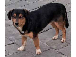 GINO 3 ANNI 13 KG taglia media piccola ANCHE TU SEI IN CANILE…