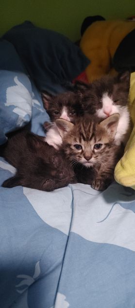Gattini regalo