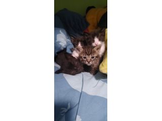 Gattini regalo