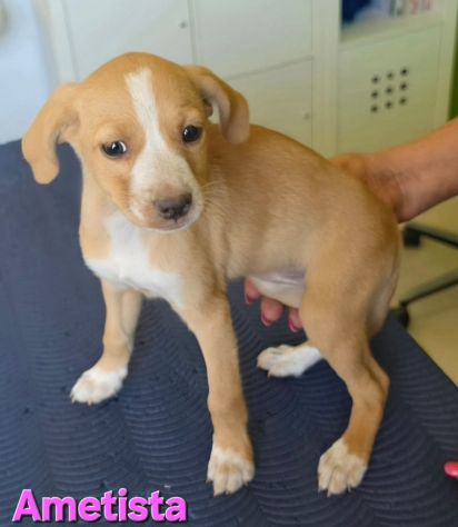 AMETISTA,cucciola mix volpino breton