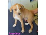 AMETISTA,cucciola mix volpino breton