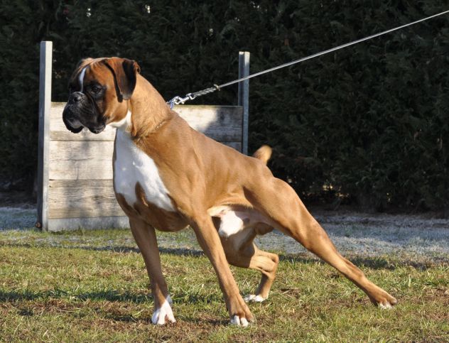 BOXER CUCCIOLI A VENEZIA- ALLEVAMENTI BOXER A VENEZIA - Foto 3