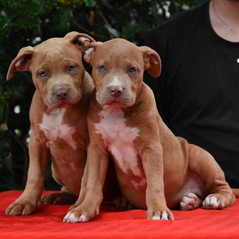 Cucciole di American Bully XL. - Foto 6