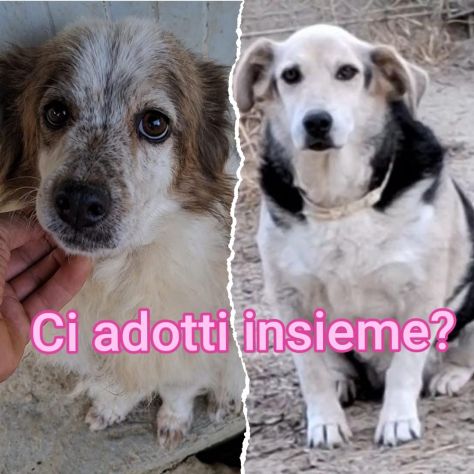 TRILLY E SNOOPY 11 ANNI - Foto 4
