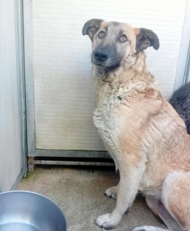ZELDA E LAVINIA CANI IN ADOZIONE - Foto 2
