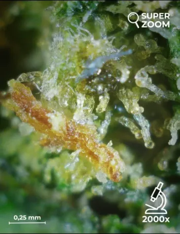 Super Skunk - Foto 5