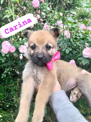 CARINA,dolce cucciola tg medio-piccola da adottare