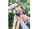 CARINA,dolce cucciola tg medio-piccola da adottare