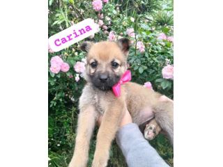CARINA,dolce cucciola tg medio-piccola da adottare