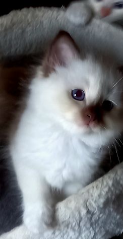Cuccioli Sacro di Birmania con pedigree