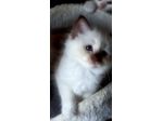 Cuccioli Sacro di Birmania con pedigree