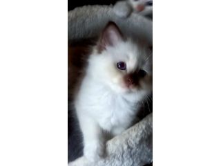 Cuccioli Sacro di Birmania con pedigree