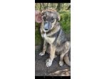 Johnny tenero e bellissimo, cucciolo in adozione