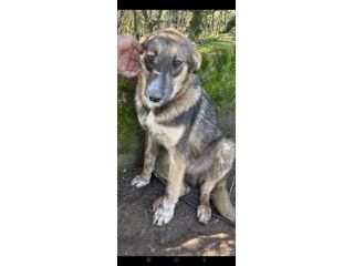 Johnny tenero e bellissimo, cucciolo in adozione