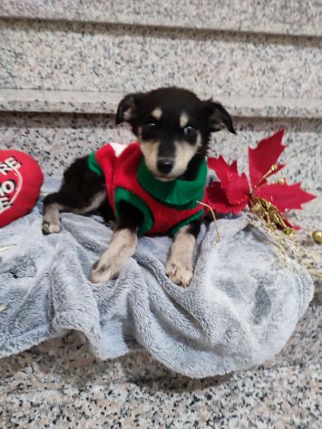 Regalo cucciola incrocio pastore tedesco - Foto 2