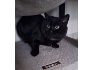 Momo splendida adozione del cuore