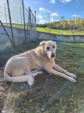 ORSO MAGNIFICO CARATTERE CANE IN ADOZIONE