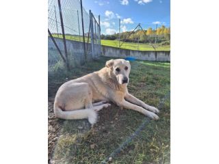 ORSO MAGNIFICO CARATTERE CANE IN ADOZIONE