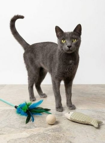 TERRY, adorabile micia in adozione! - Foto 4