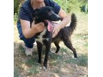 Tyson 9 mesi mix border collie