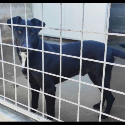 AARON EMPATICO E VITALE, CANE IN ADOZIONE. - Foto 6