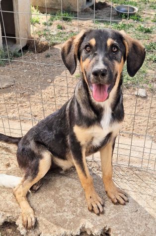 MOKA IN ADOZIONE DAL CANILE! - Foto 4