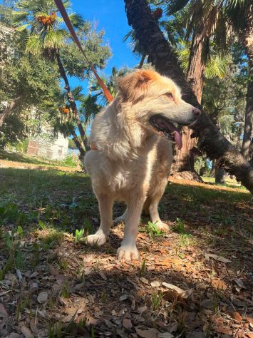 Ambra - Foto 5
