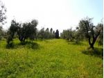 Uliveto in vendita a Rosignano Marittimo